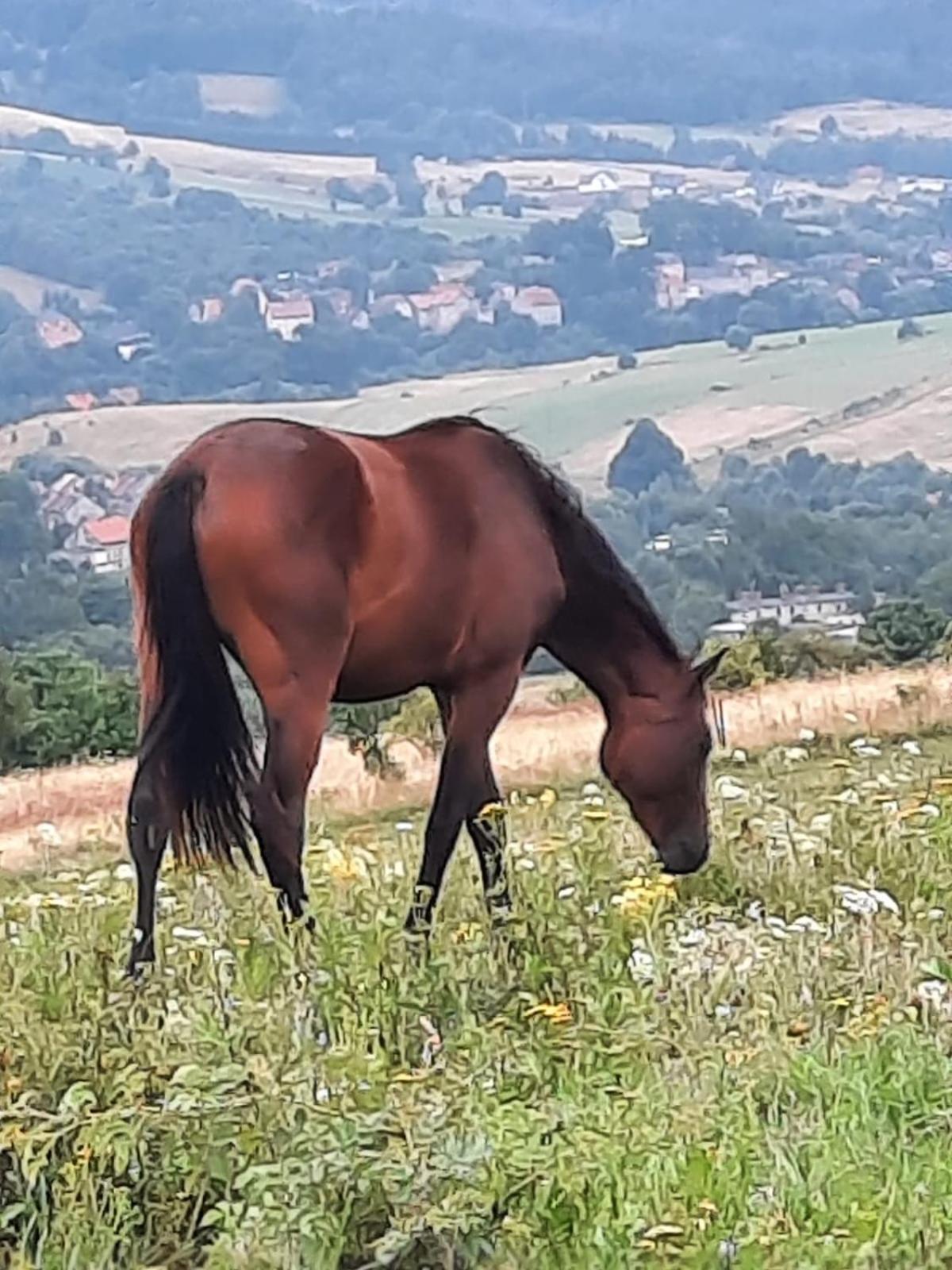 Domek Ostoja Lomnica  Zewnętrze zdjęcie