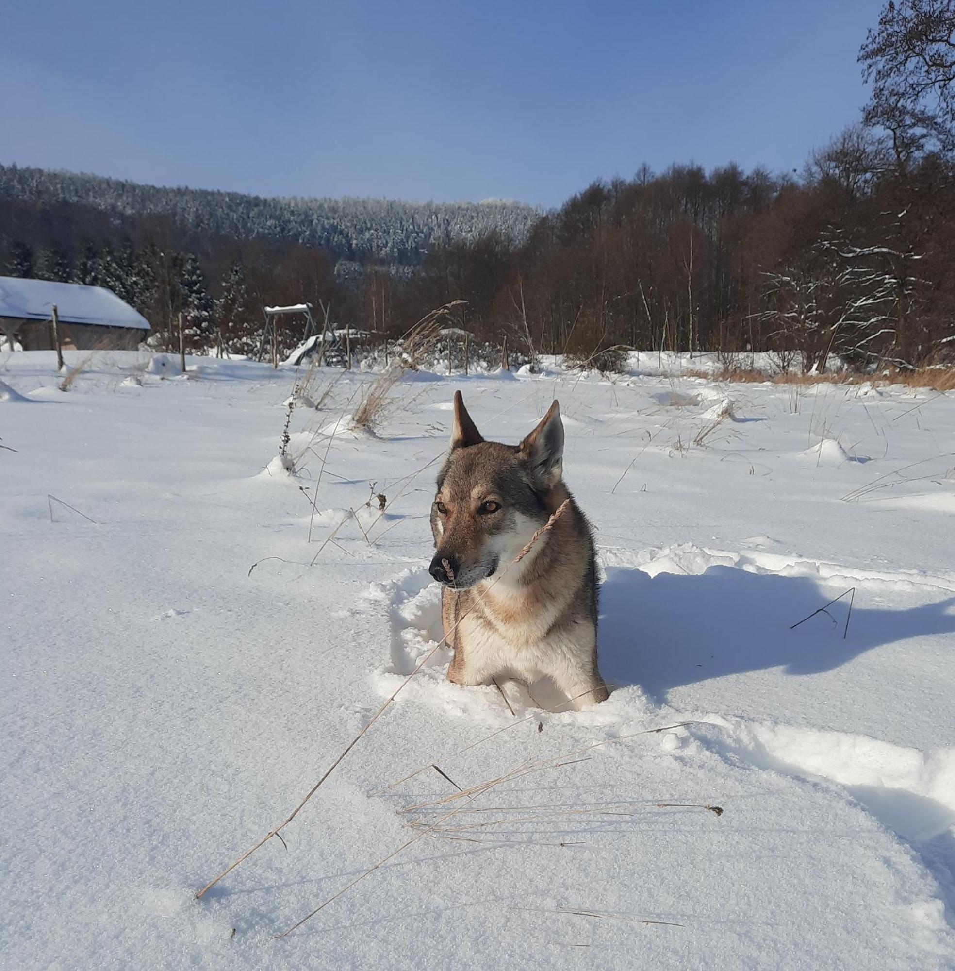 Domek Ostoja Lomnica  Zewnętrze zdjęcie